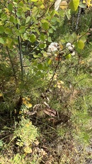 Crepis sibirica