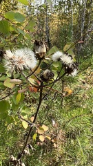 Crepis sibirica