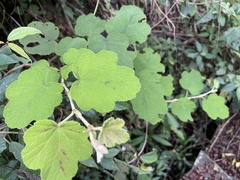 Rubus formosensis