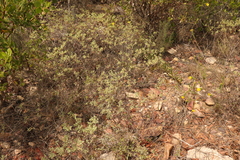 Hermannia lavandulifolia