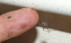 Mimetidae