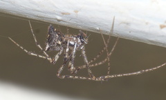 Mimetidae