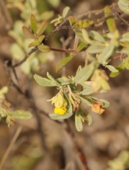 Hermannia lavandulifolia