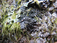 Fuscopannaria sorediata