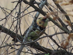 Trachyphonus vaillantii