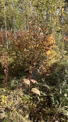Crepis sibirica
