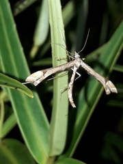 Amblyptilia