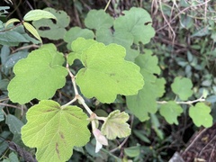 Rubus formosensis