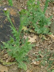 Carduus pycnocephalus