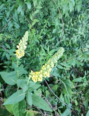 Verbascum nigrum