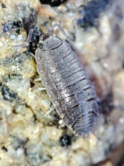 Proporcellio