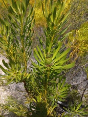 Leucadendron platyspermum