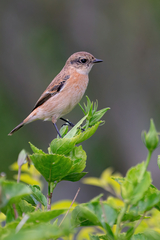 Saxicola stejnegeri