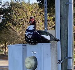 Cairina moschata domestica