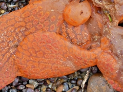 Botrylloides perspicuus