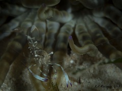 Ancylomenes holthuisi