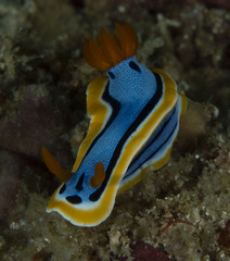 Chromodoris annae