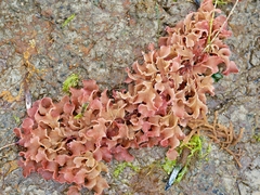 Thuretia quercifolia