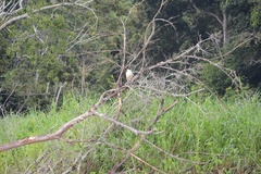Pilherodius pileatus