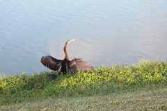 Anhinga anhinga