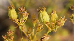 Cachrys pungens