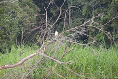Pilherodius pileatus