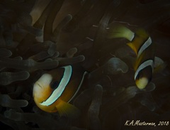 Amphiprion