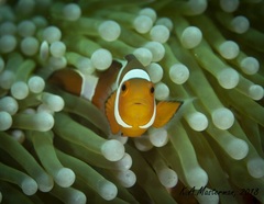 Amphiprion ocellaris