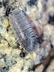 Proporcellio