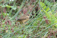 Phylloscopus schwarzi