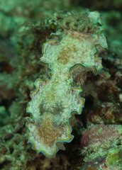 Glossodoris acosti