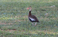 Dendrocygna autumnalis