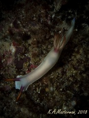Hypselodoris bullockii