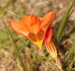 Tritonia crocata