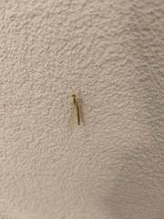 Pentagenia vittigera