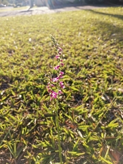 Spiranthes australis