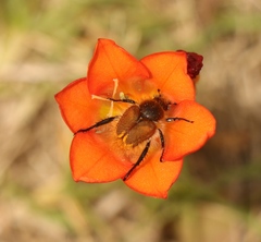 Tritonia crocata