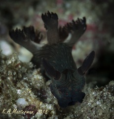 Nembrotha