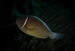 Amphiprion perideraion