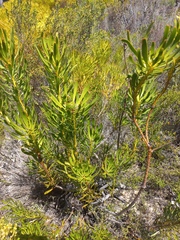 Leucadendron platyspermum