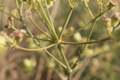 Cachrys pungens