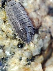 Proporcellio
