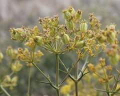 Cachrys pungens