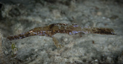Solenostomus