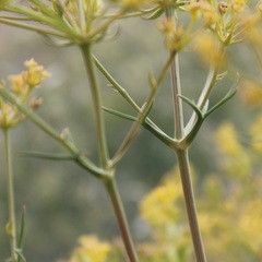 Cachrys pungens