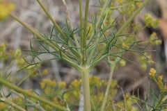 Cachrys pungens