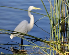Ardea alba