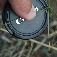 Cachrys pungens