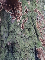 Peniophora albobadia