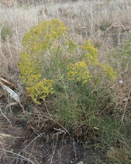 Cachrys pungens